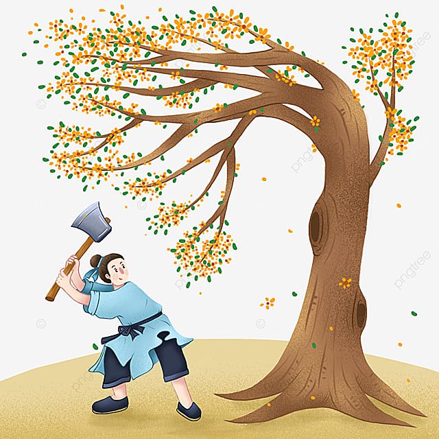 Hoa mộc vàng và truyền thuyết Wu Gang chặt cây Hoa mộc vàng và truyền thuyết Wu Gang chặt cây